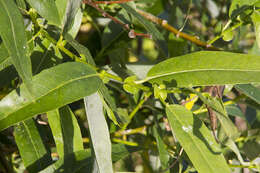 Sivun Salix lucida subsp. lasiandra (Benth.) G. W. Argus kuva