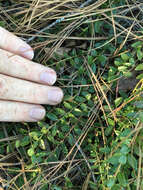 Image of creeping blueberry