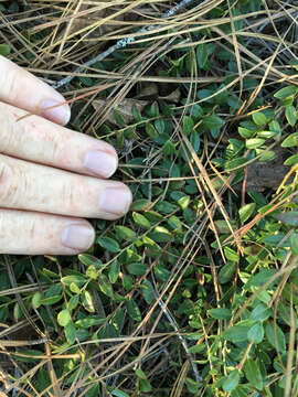 Plancia ëd Vaccinium crassifolium subsp. crassifolium