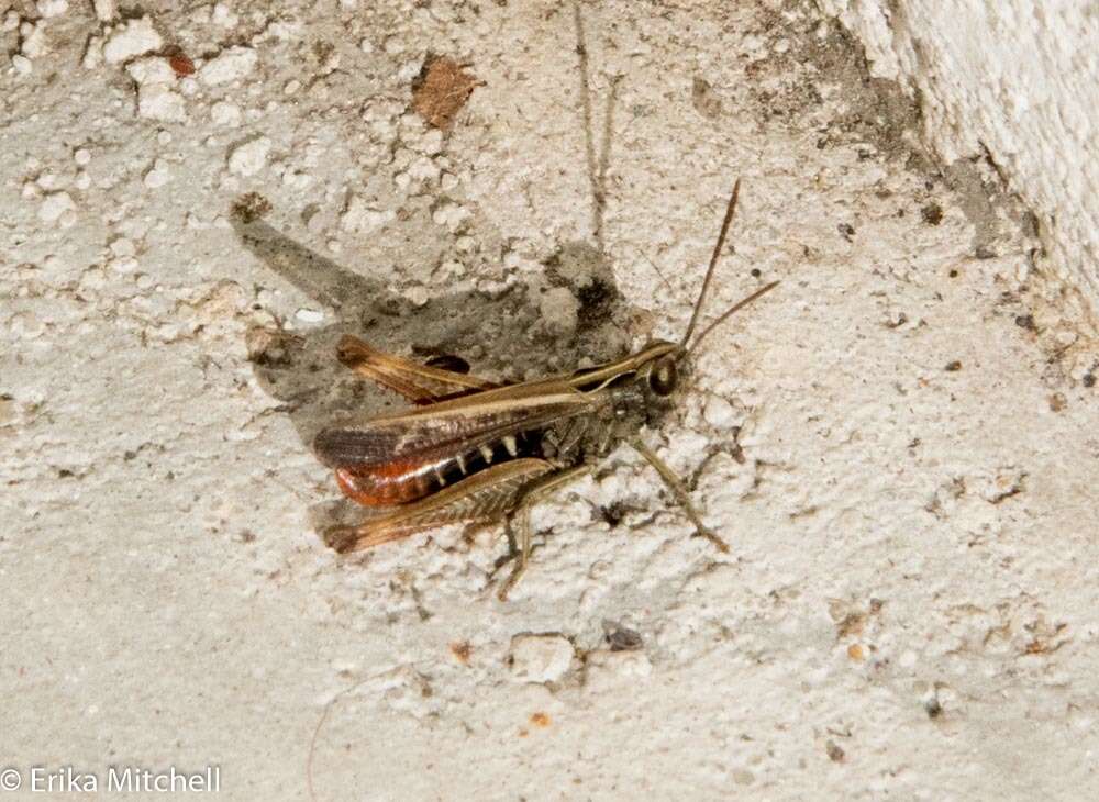 Image of woodland grasshopper