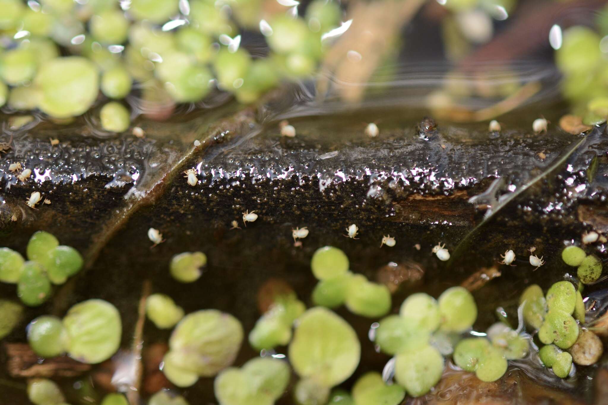 Image de Sminthurides aquaticus (Bourlet 1842)