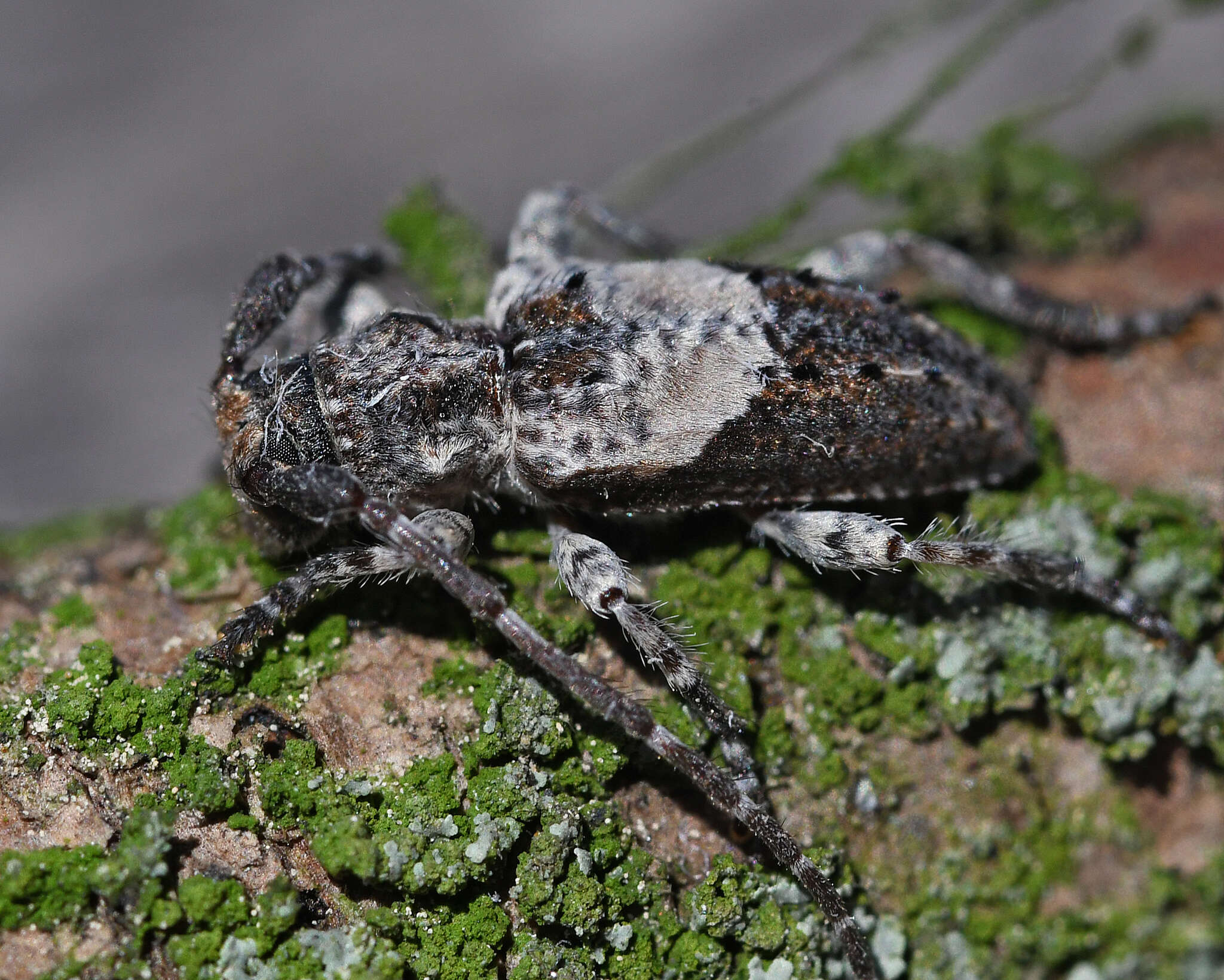 Image of Pogonocherus anatolicus K. Daniel & J. Daniel 1898