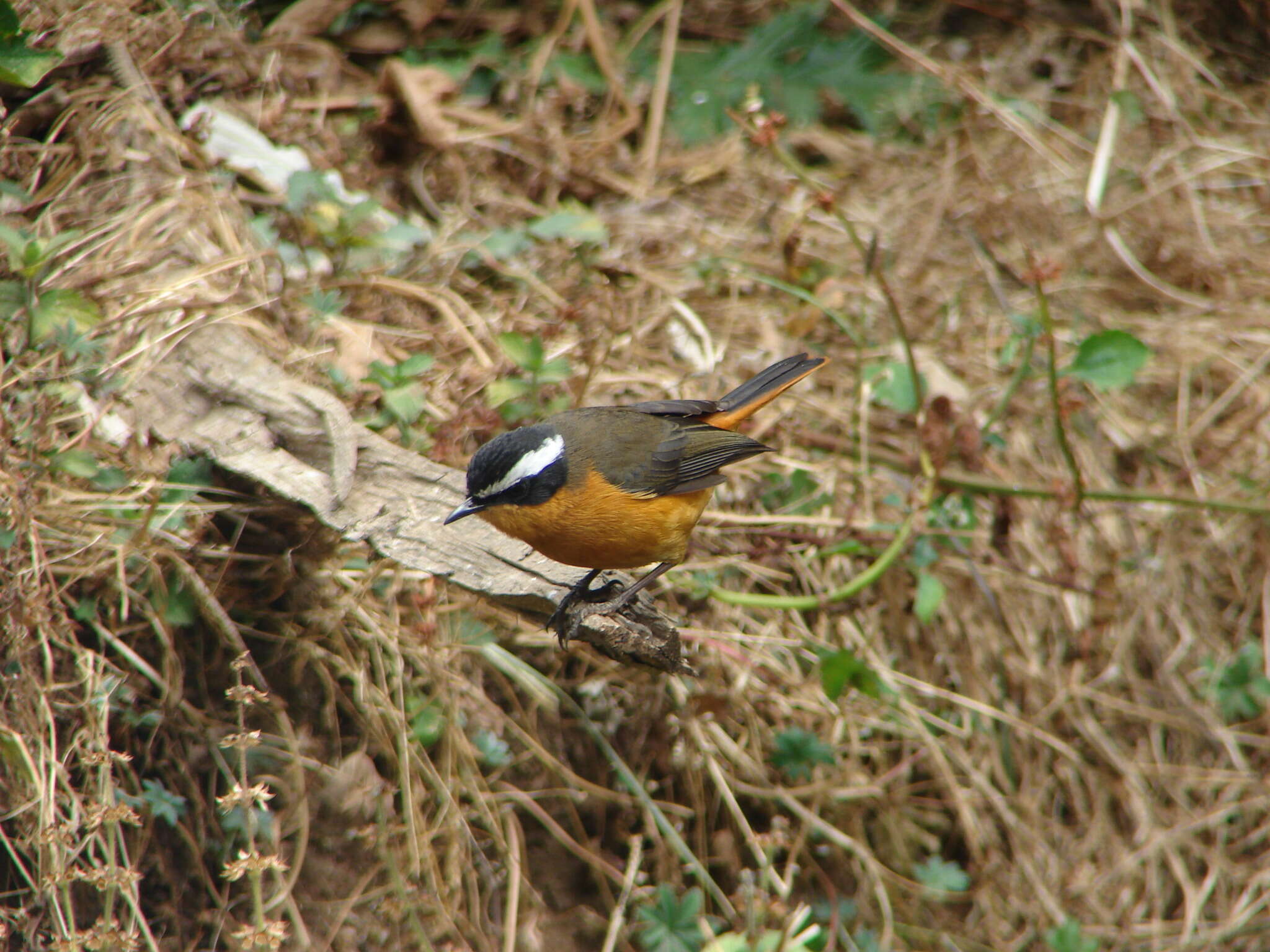 Image of Rueppell's Robin-Chat