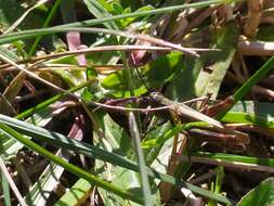 Image de Chorthippus (Glyptobothrus) mollis subsp. mollis (Charpentier 1825)