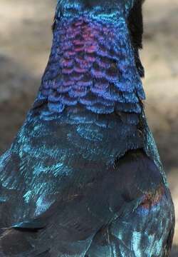 Image of Burchell's Glossy-Starling