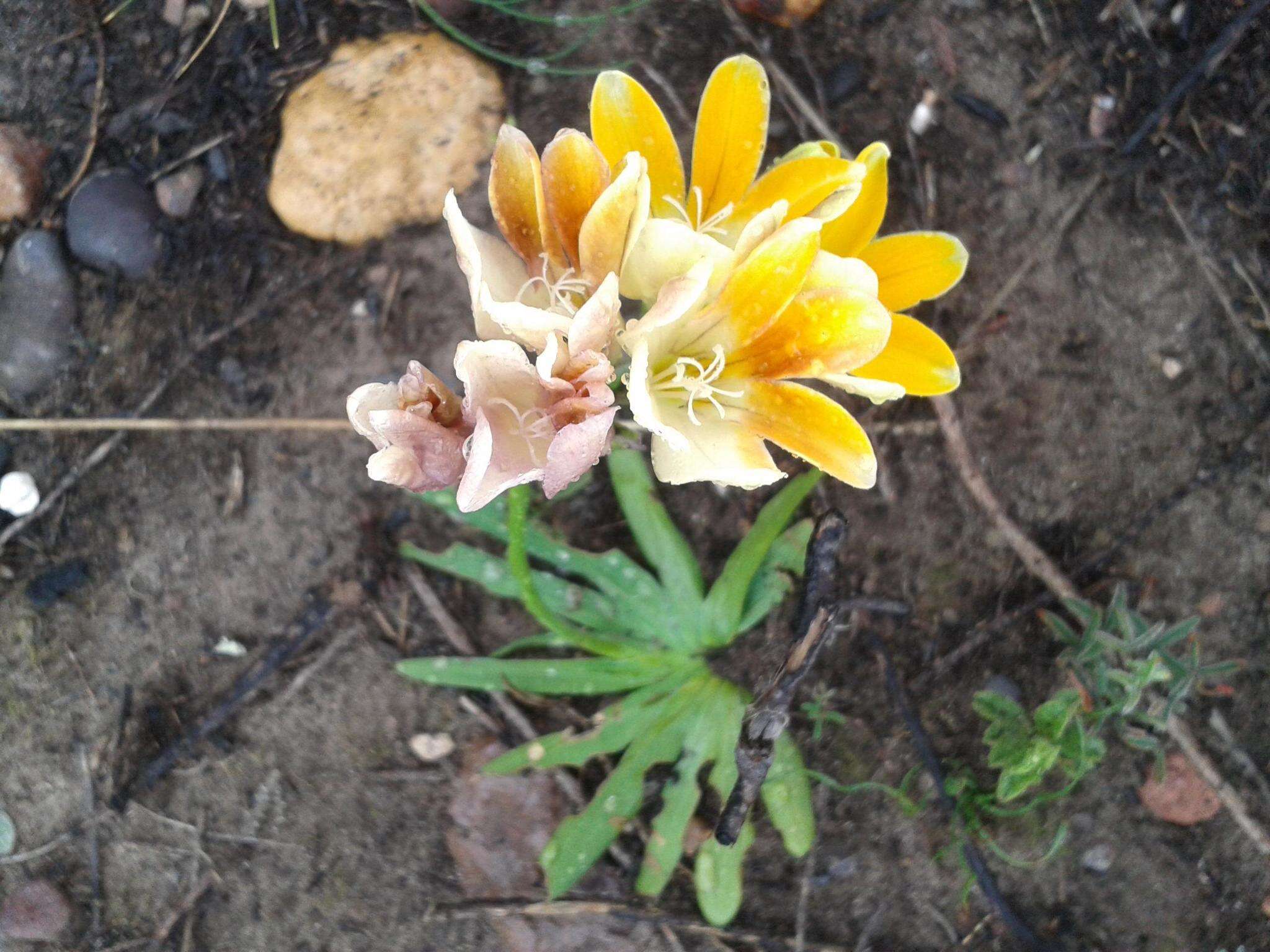 Freesia fergusoniae L. Bolus resmi