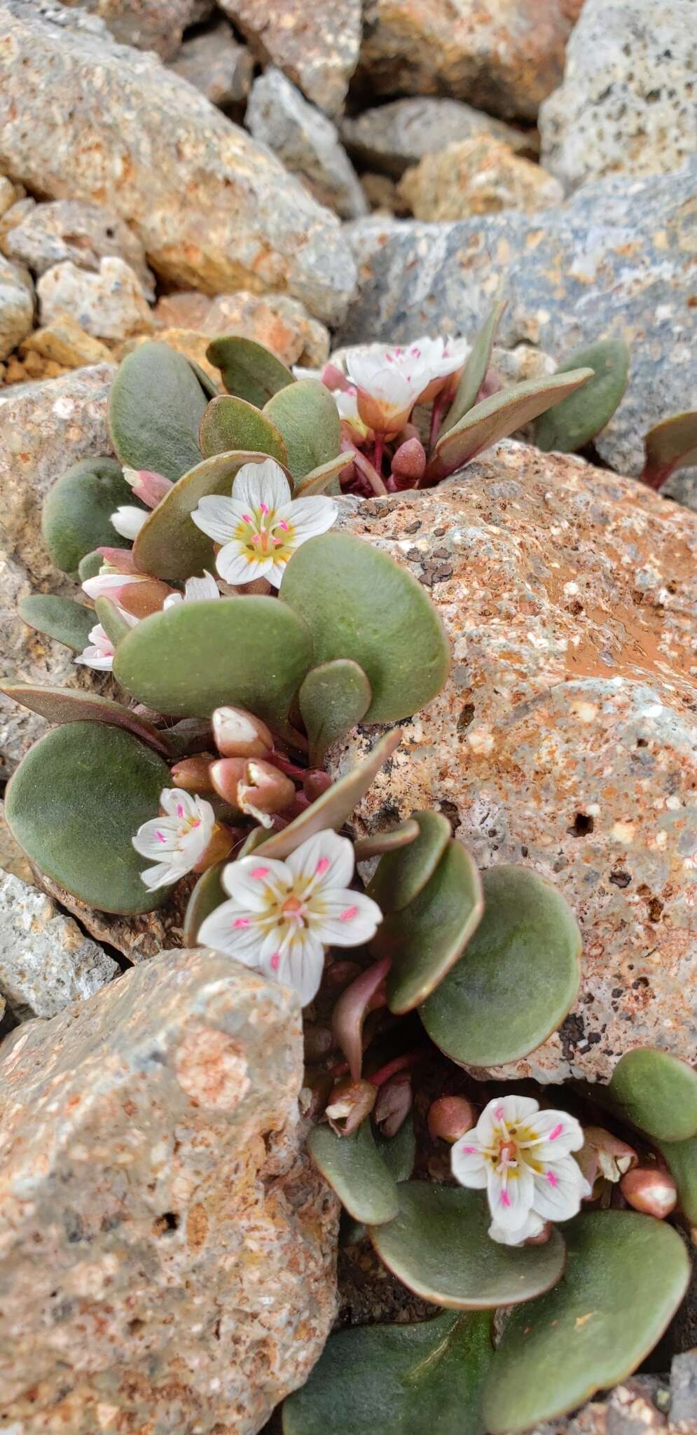 Image of alpine springbeauty