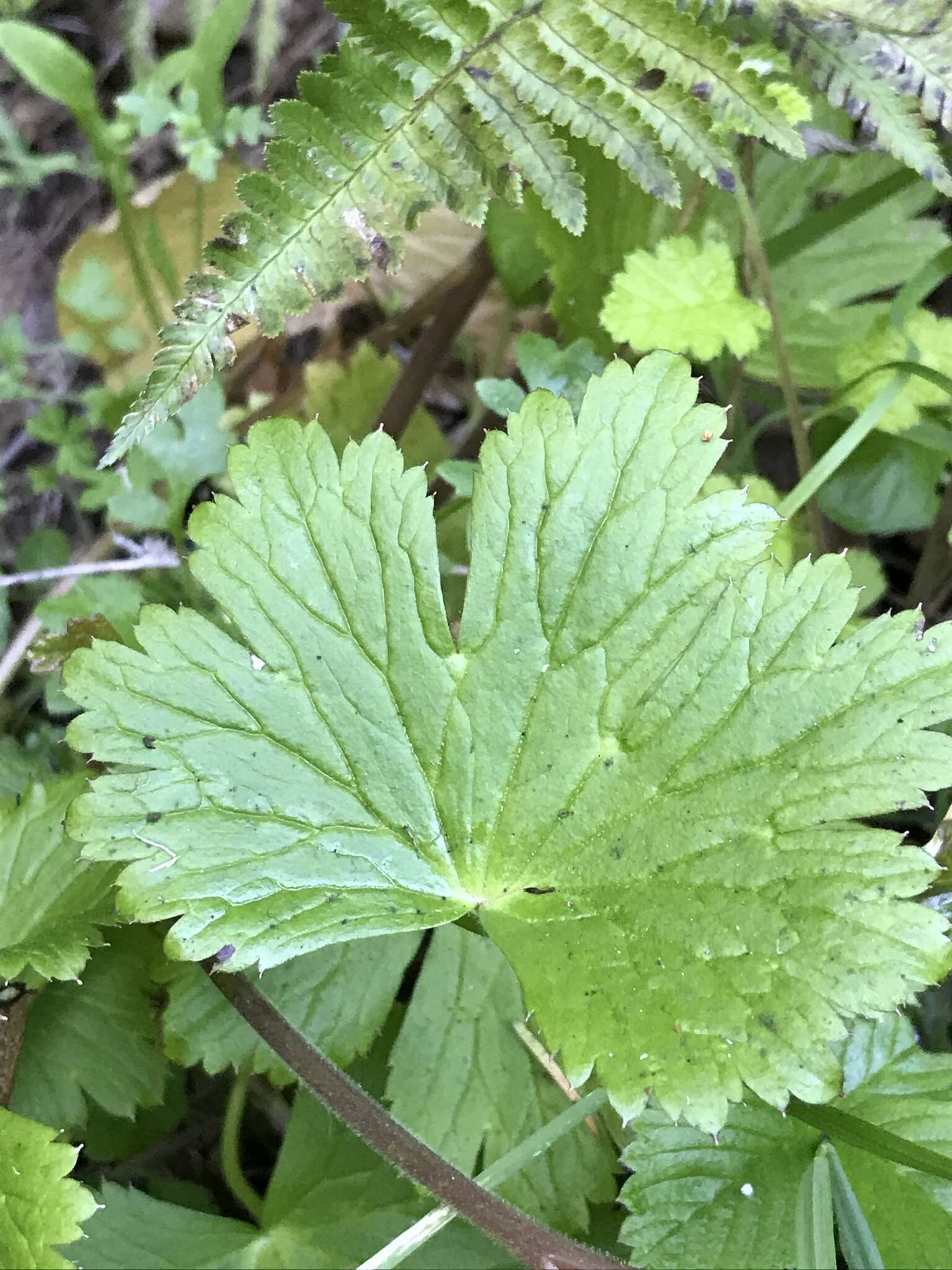 Image of Baker's delphinium