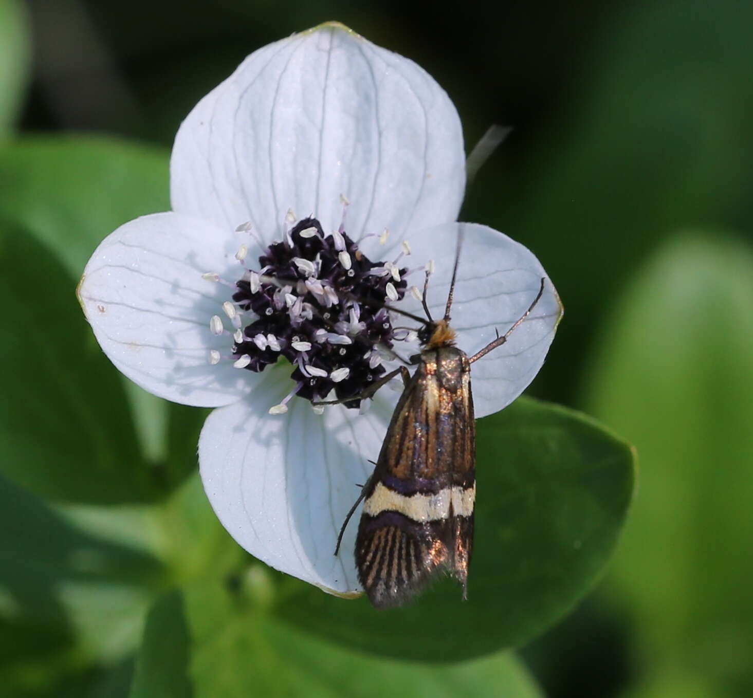 Imagem de Nemophora bellella Walker 1863