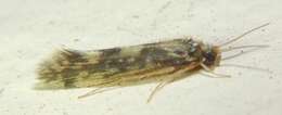 Image of Salt and Pepper Microcaddis