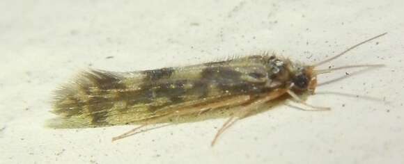 Image of Salt and Pepper Microcaddis