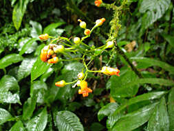 Image of Besleria triflora (Oerst.) Hanst.