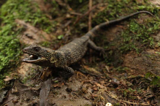 Image of American knob-scaled lizards