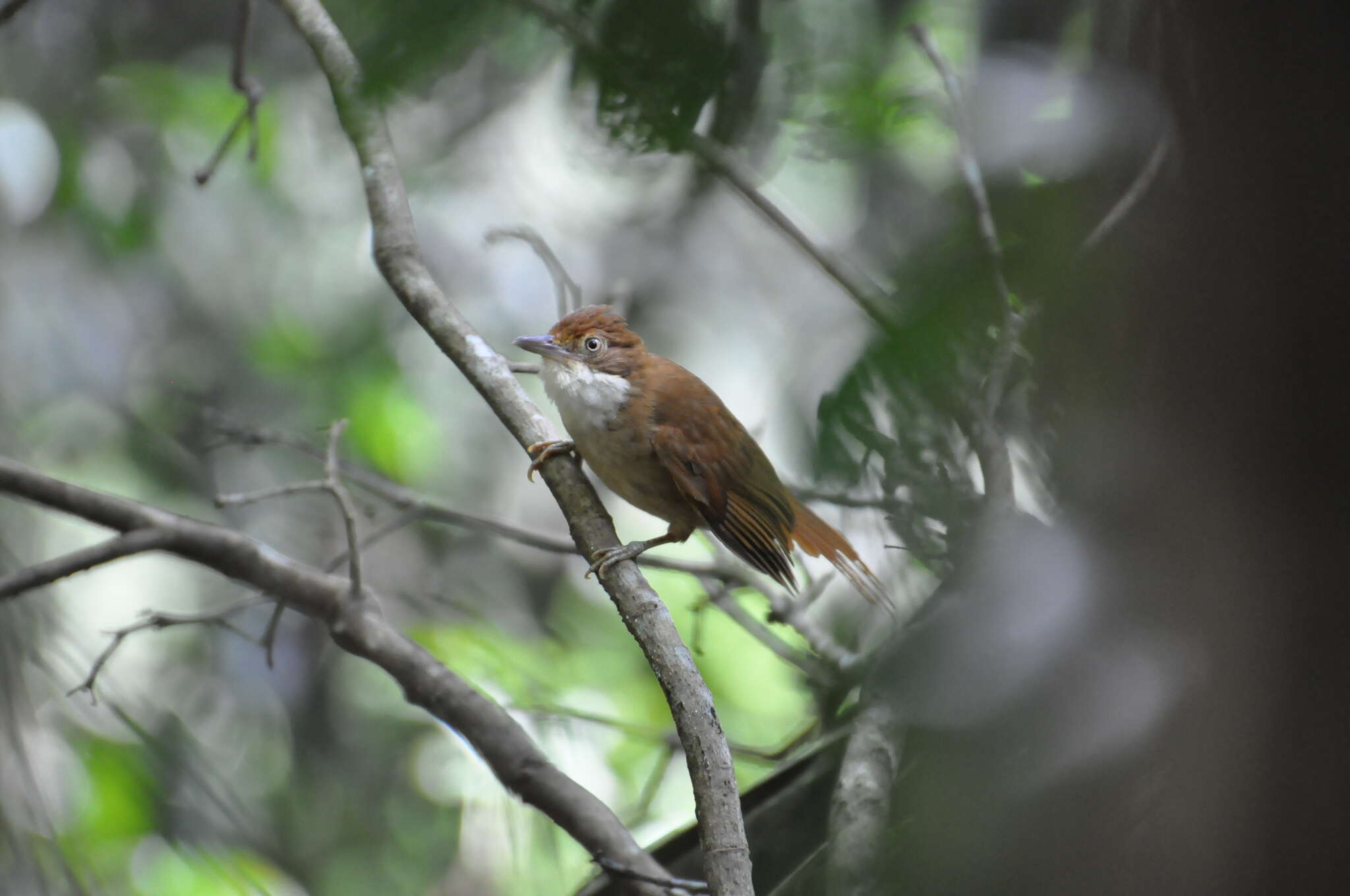 Image of Pernambuco Foliage-gleaner