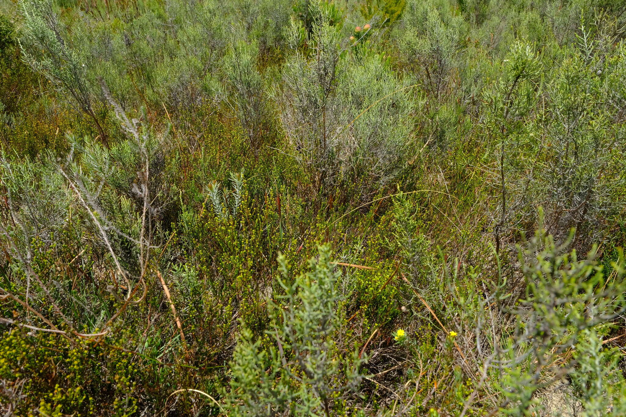 Image of Erica brachysepala Guthrie & Bolus