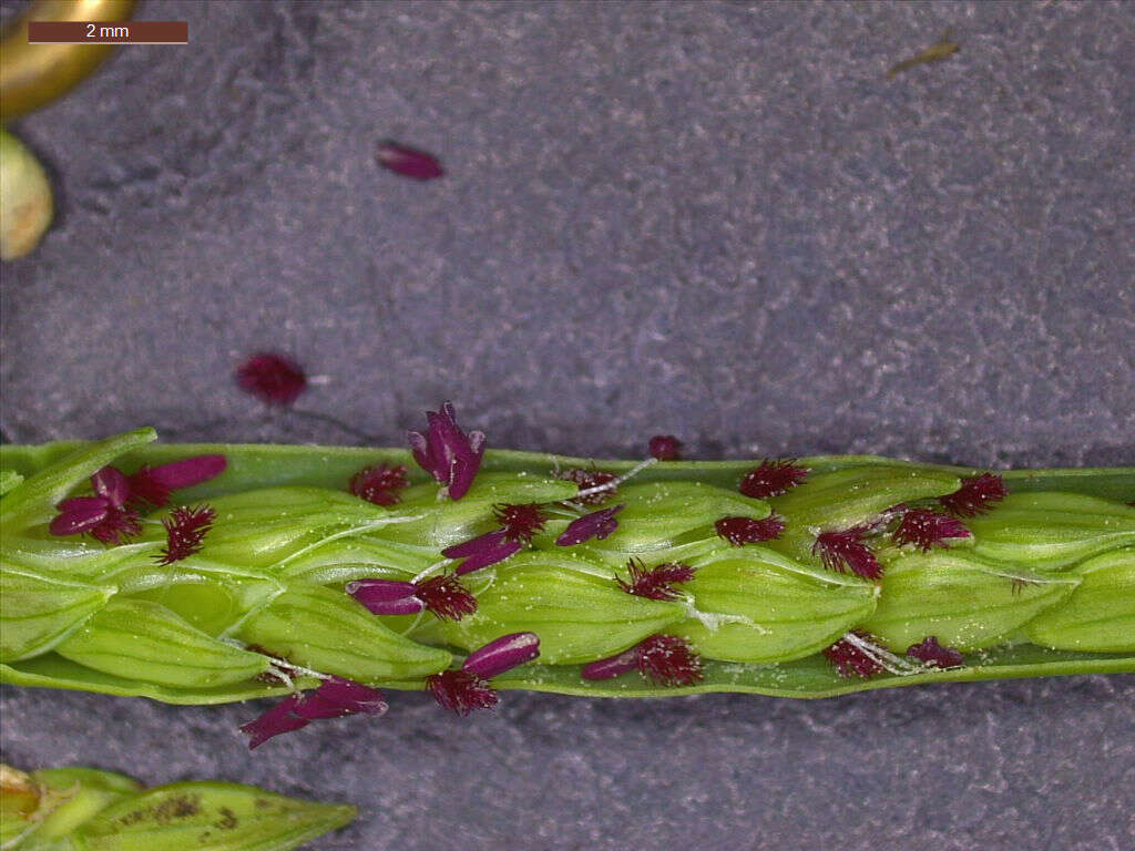 Image of Brook Crown Grass