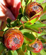 Sivun Leucadendron loeriense I. Williams kuva