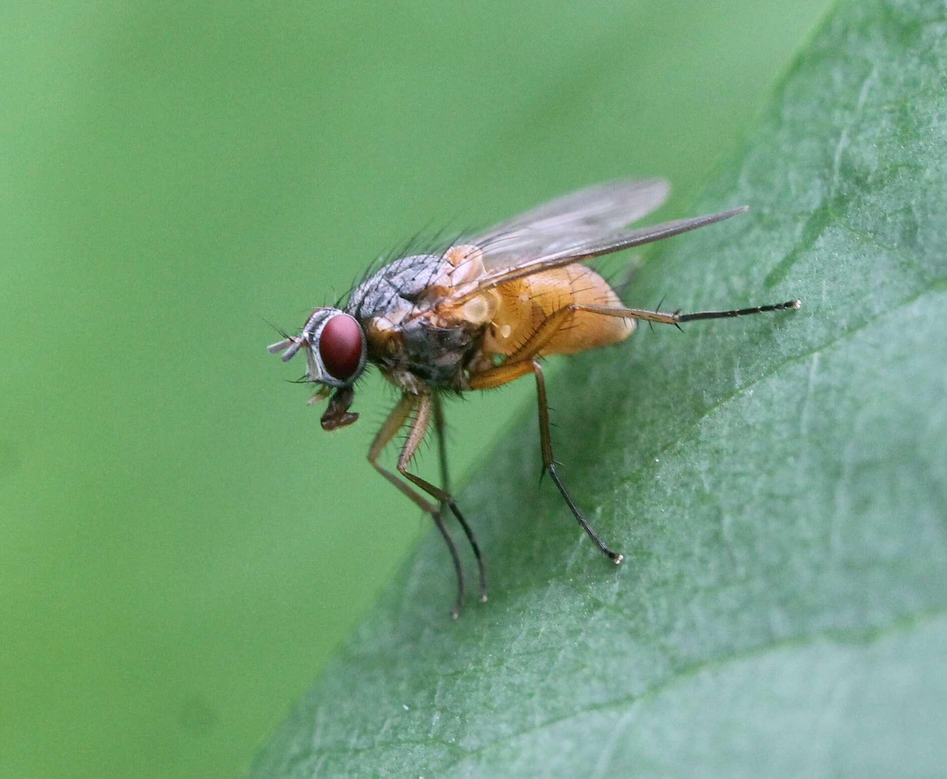 صورة Phaonia rufiventris (Scopoli 1763)