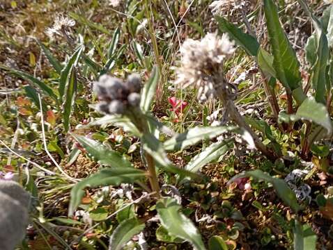 Image de Saussurea tilesii (Ledeb.) Ledeb.