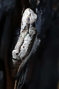 Image of Pine Woods Treefrog