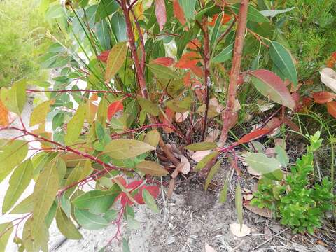 Image of Eucalyptus goniantha subsp. goniantha