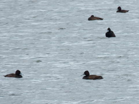 Image of Southern Pochard