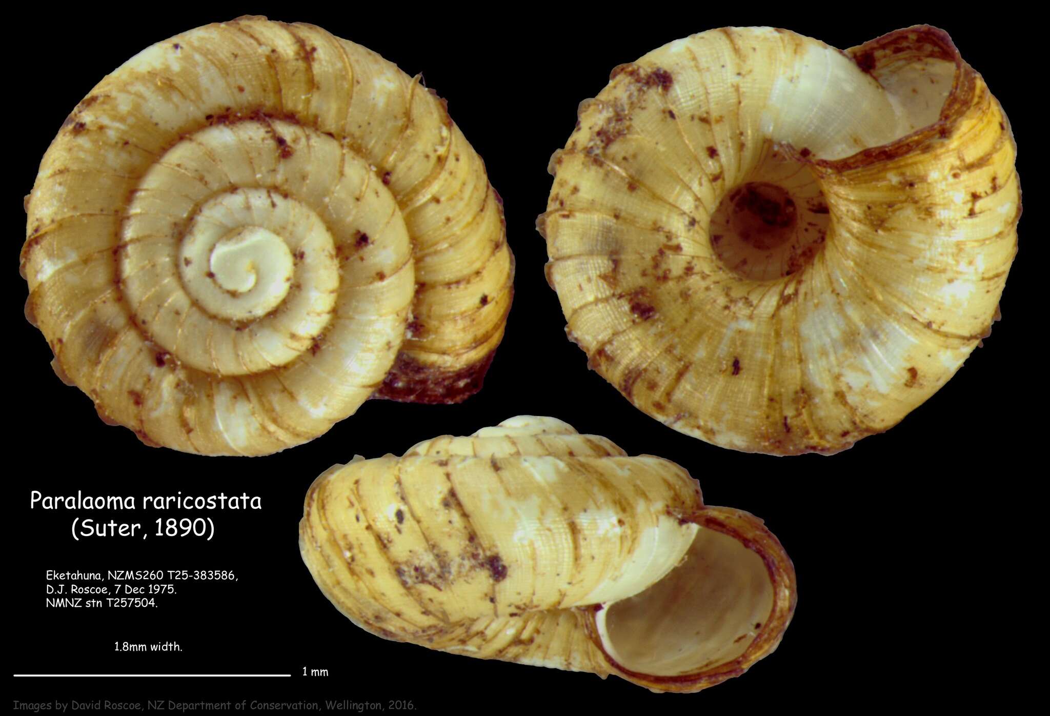 Image de Paralaoma raricostata (Suter 1890)