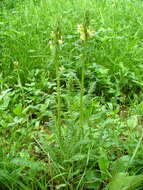 Image of Pedicularis kaufmannii Pinzger