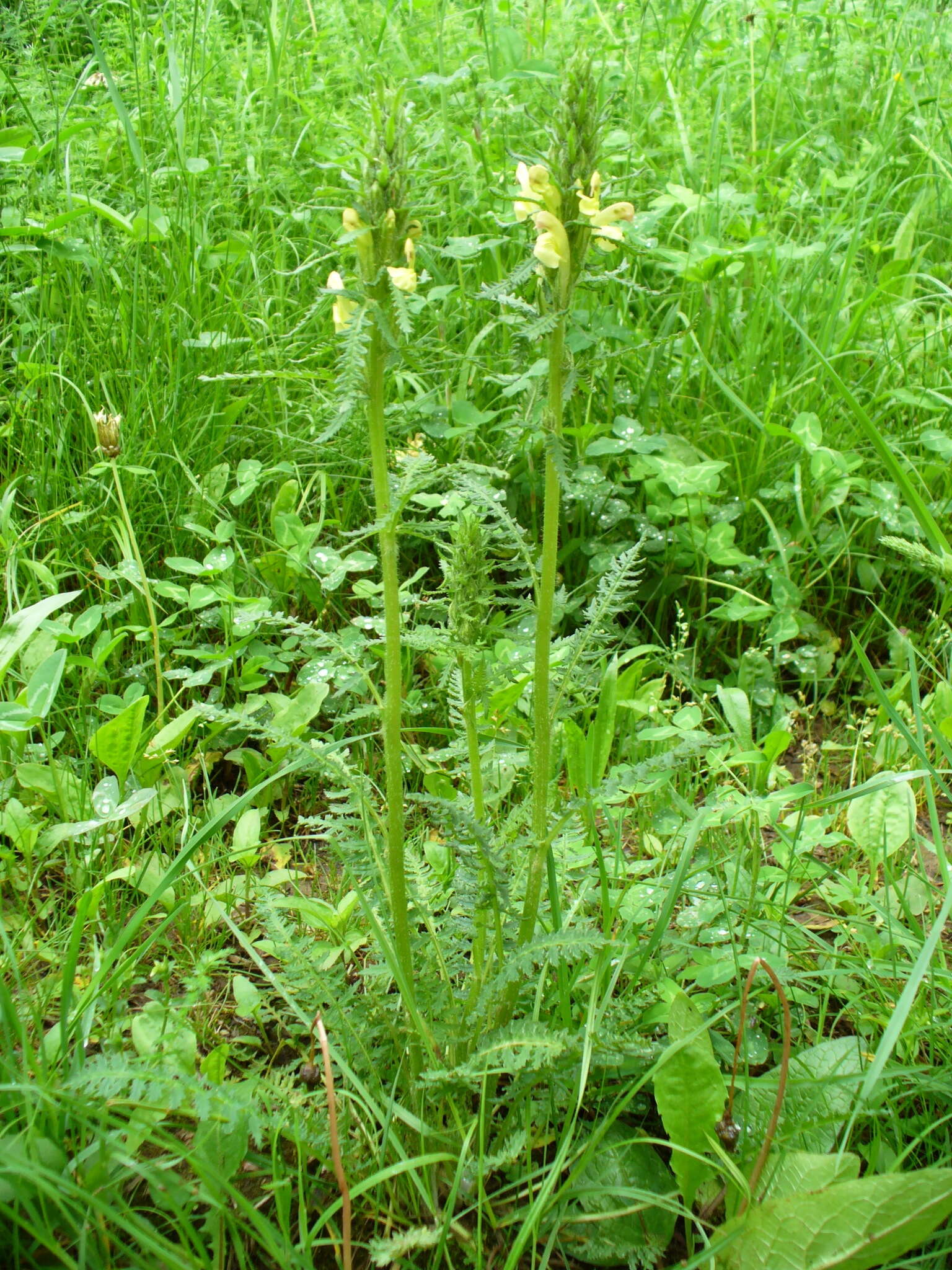 Image of Pedicularis kaufmannii Pinzger