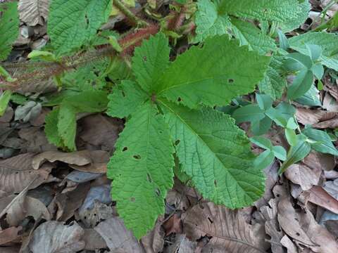 Cyphostemma vanmeelii (Lawalrée) Wild & Drumm. resmi