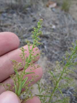 Image of Aristata Wormseed