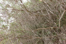 Image of scarlet bottlebrush