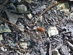 Image of Golden Harvestman