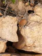 Image of Golden Spiny Mouse