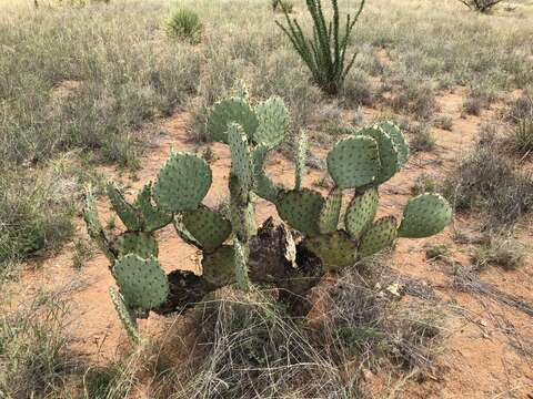 Plancia ëd Opuntia engelmannii var. engelmannii