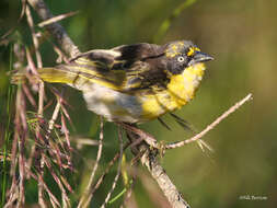 Image of Baglafecht Weaver