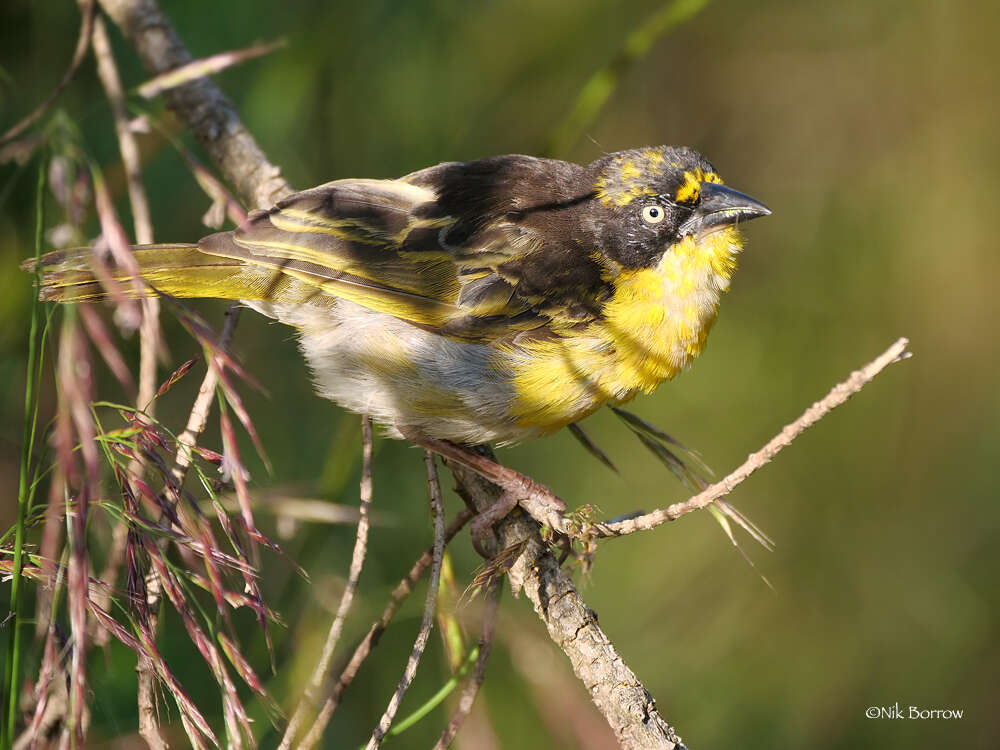 Image of Baglafecht Weaver