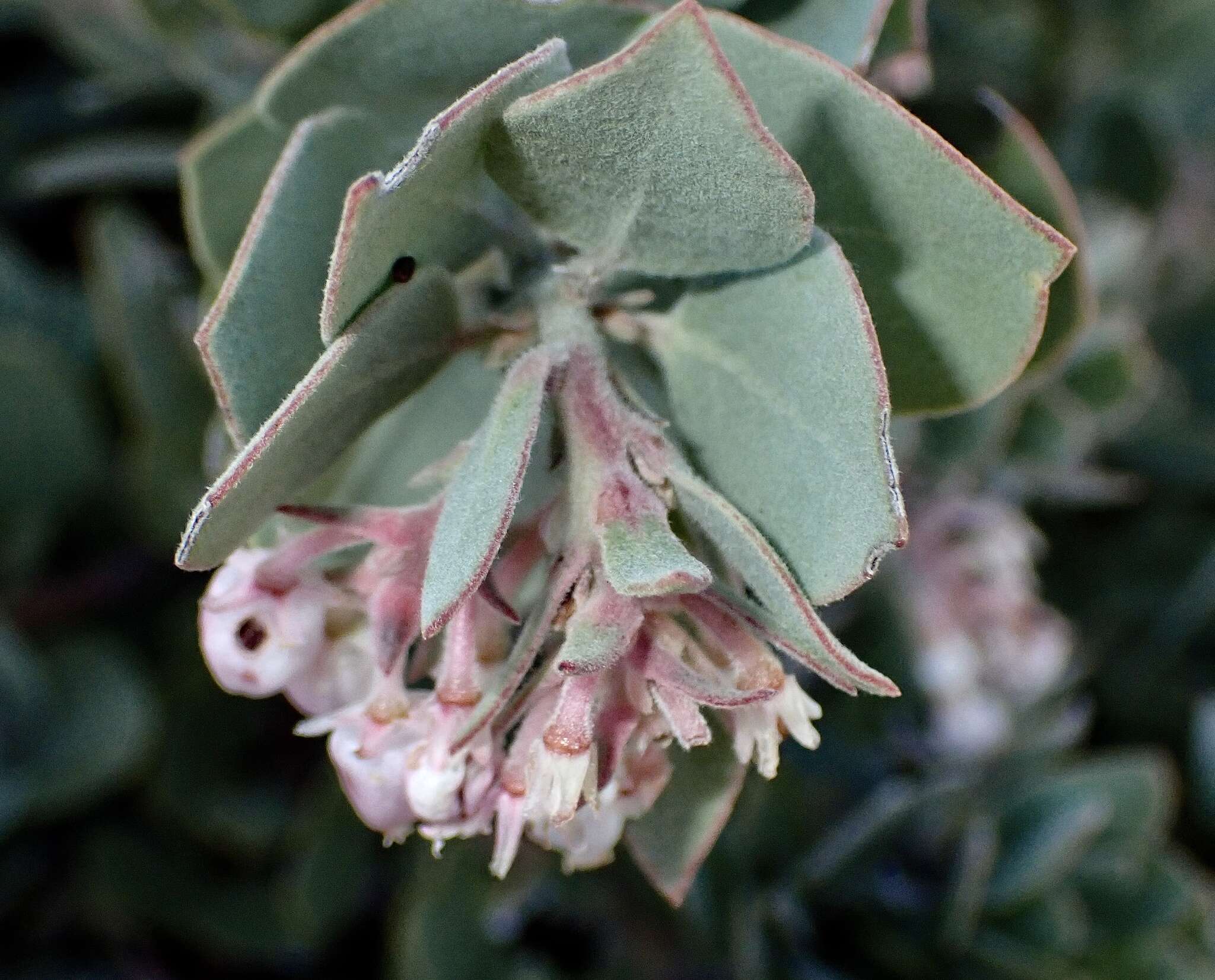 Image de Arctostaphylos canescens subsp. canescens