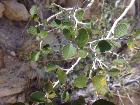 Cercocarpus montanus var. glaber (S. Wats.) F. L. Martin resmi