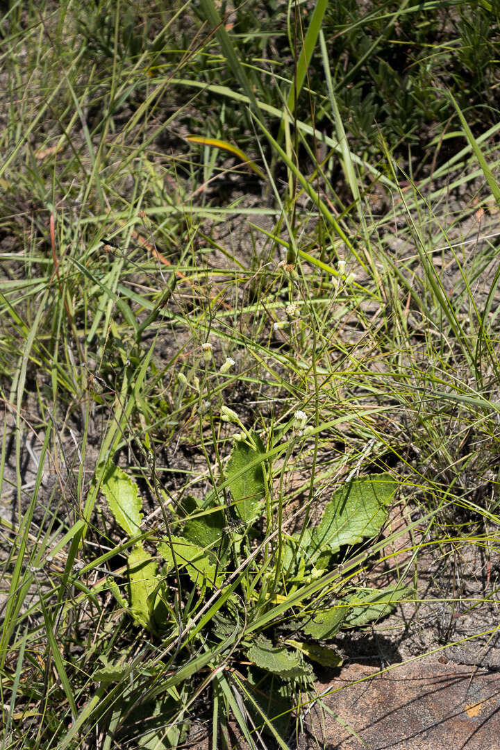 Sivun Senecio variabilis Sch. Bip. kuva