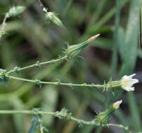 Image of California plumeseed