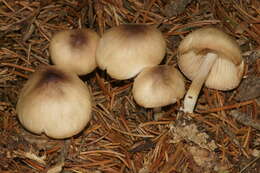 Image of Marasmius nigrodiscus (Peck) Halling 1983