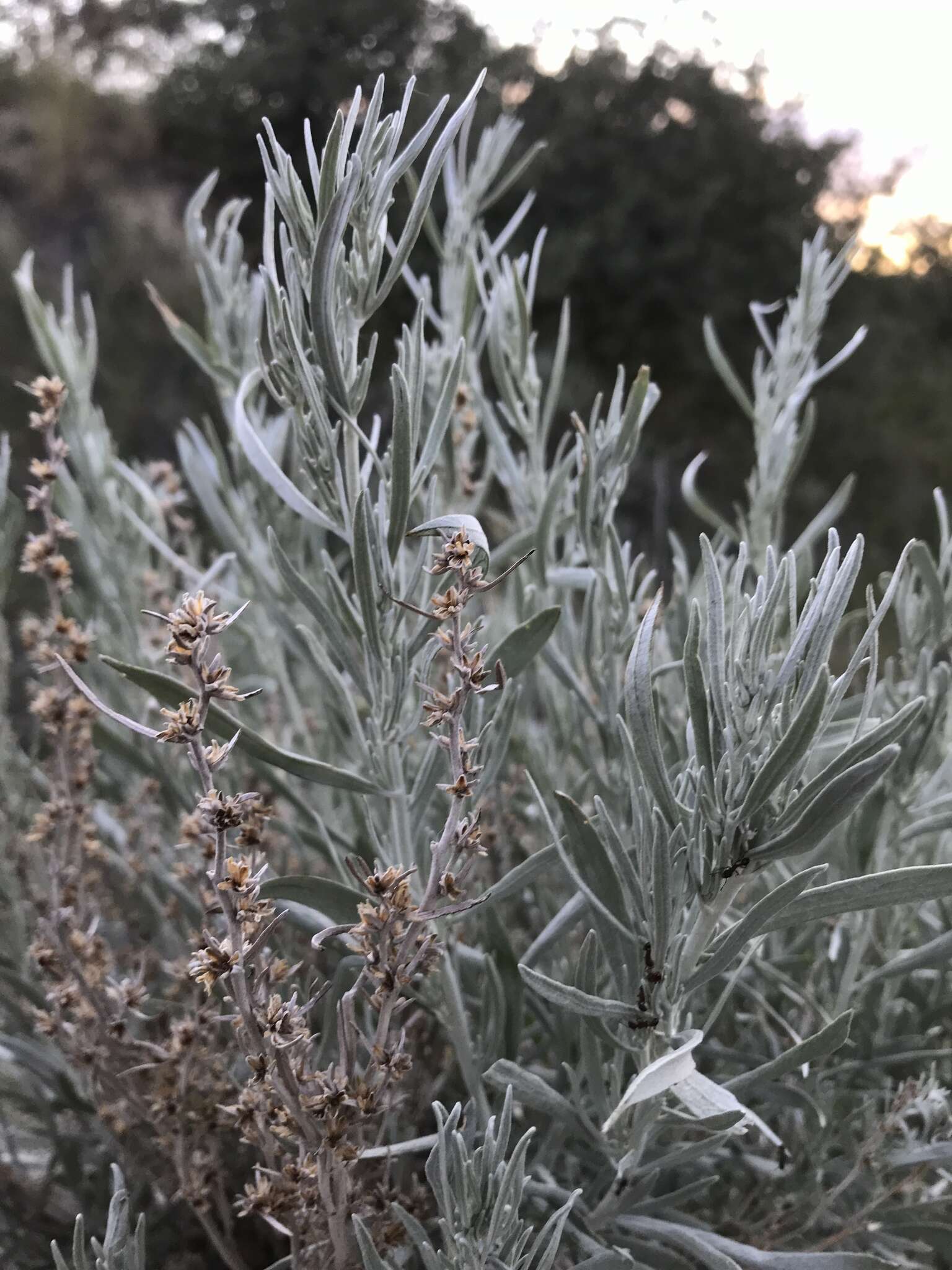 Image of silver sagebrush