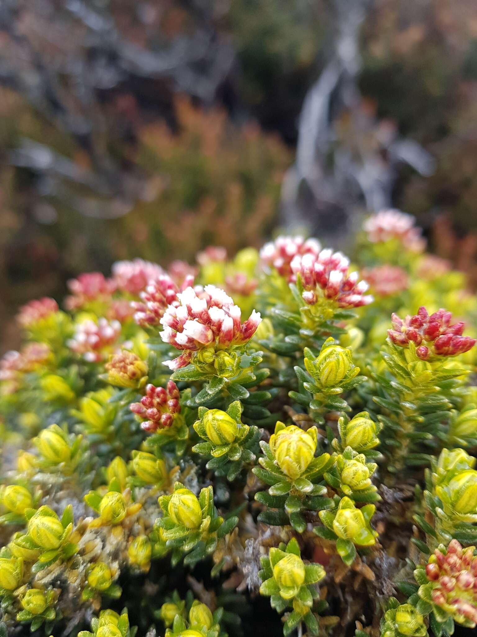 Ozothamnus ledifolius (A. Cunn. ex DC.) Hook. fil. resmi