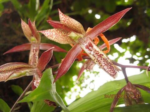 Image of Catasetum laminatum Lindl.