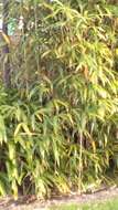 Image of arrow bamboo