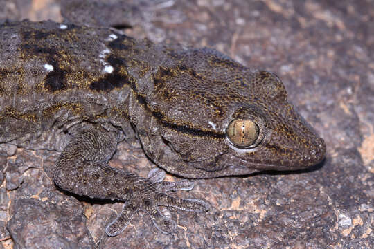 Image of Egyptian Gecko