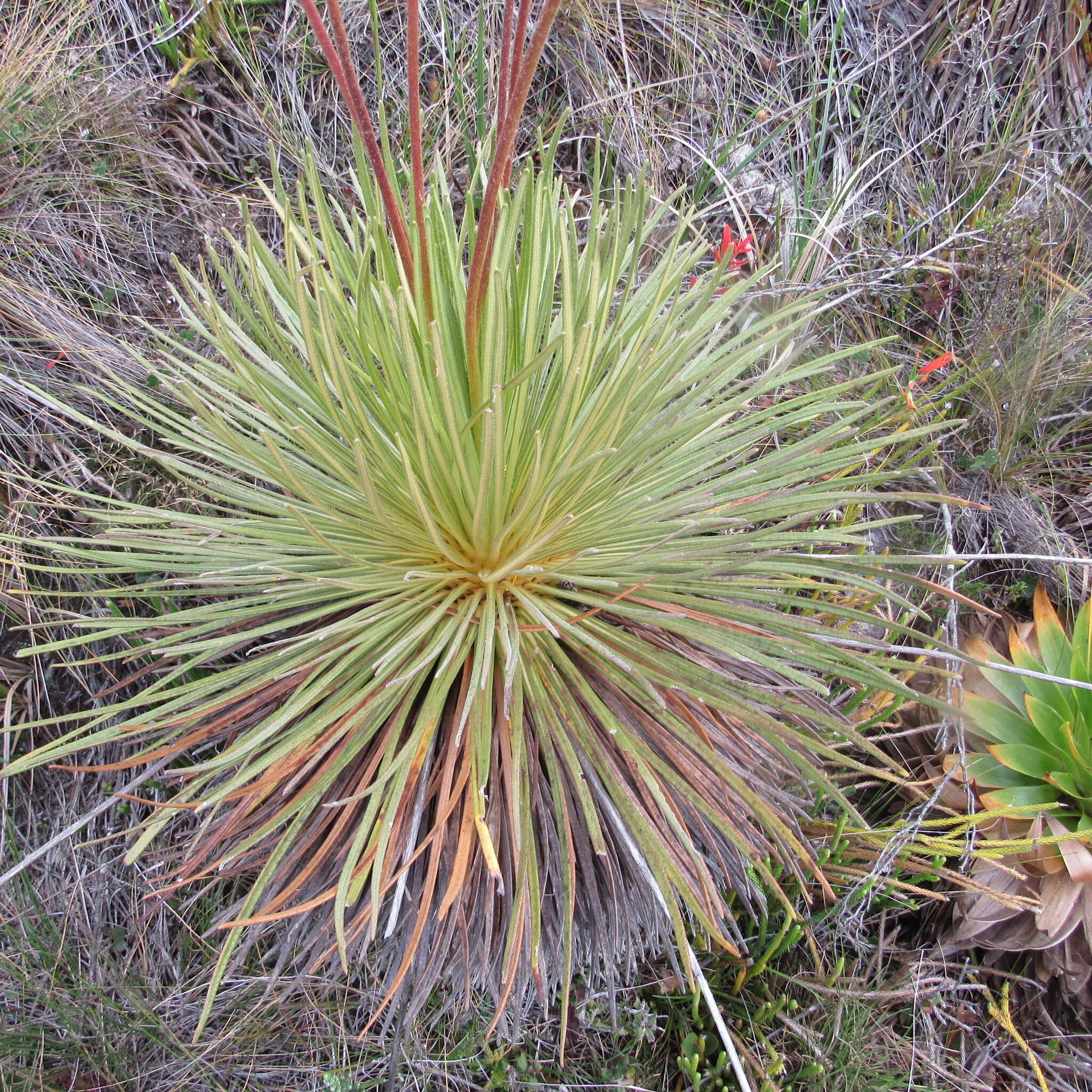 Image of Paramiflos glandulosus (Cuatrec.) Cuatrec.