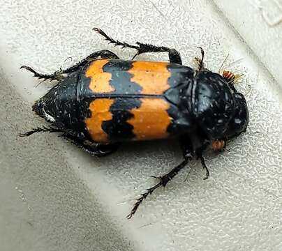 Image of Nicrophorus (Nicrophorus) hybridus (Hatch & Angell 1925)