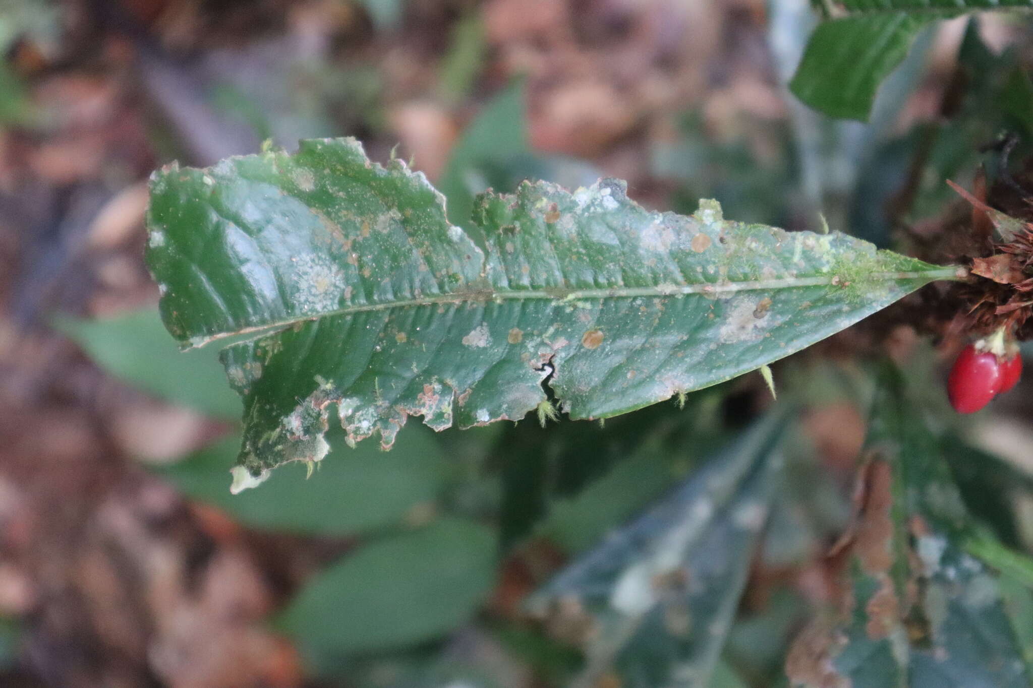 Imagem de Erythroxylum macrophyllum Cav.